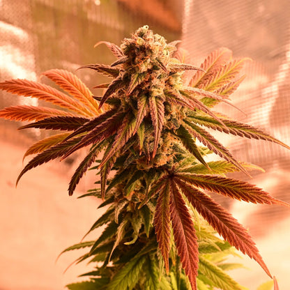 Original oreoz [FEM] - Bavarian Cannaseur