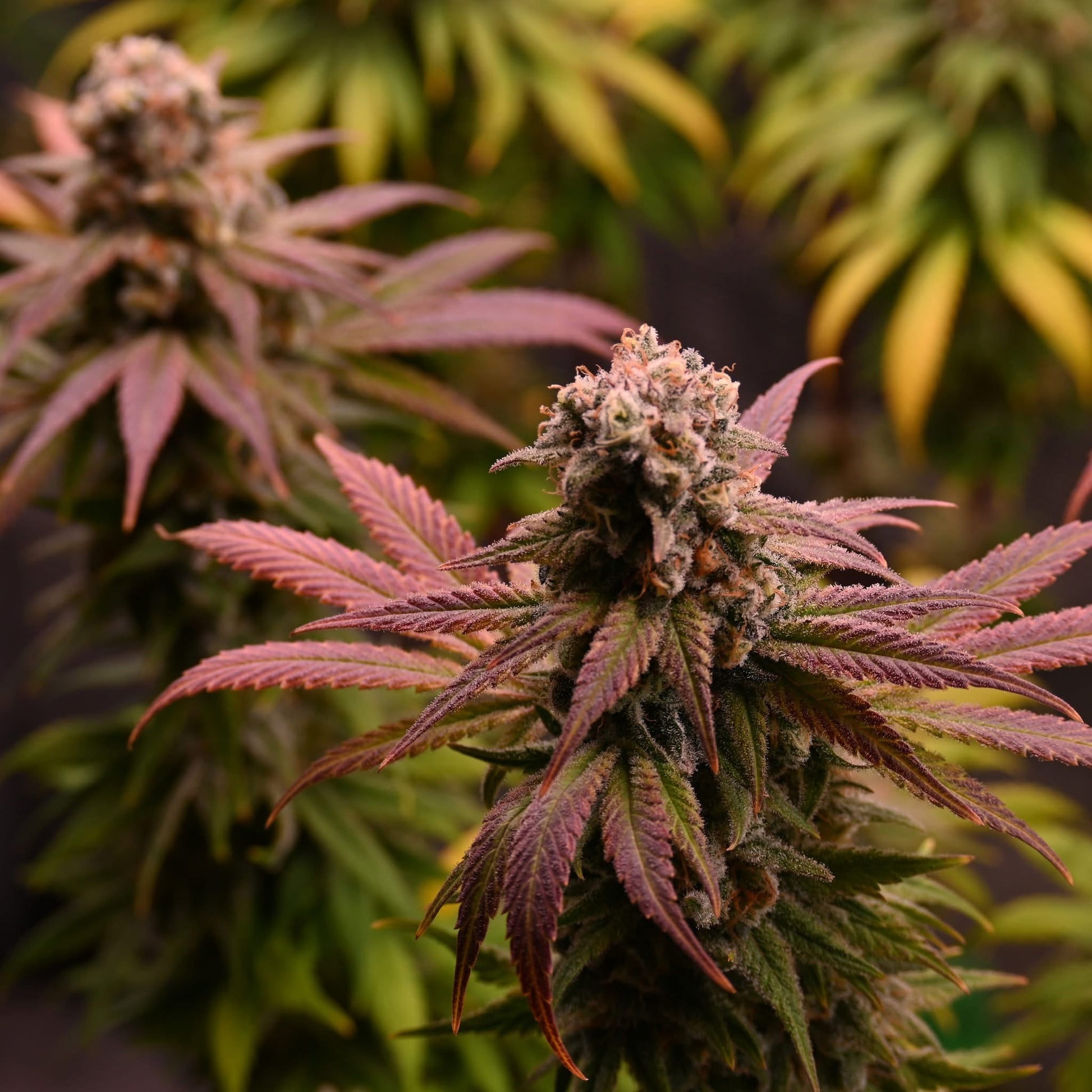 Original oreoz [FEM] - Bavarian Cannaseur