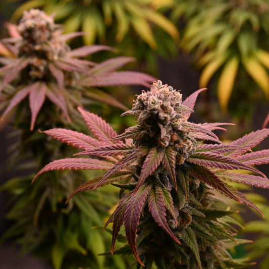 Original oreoz [FEM]