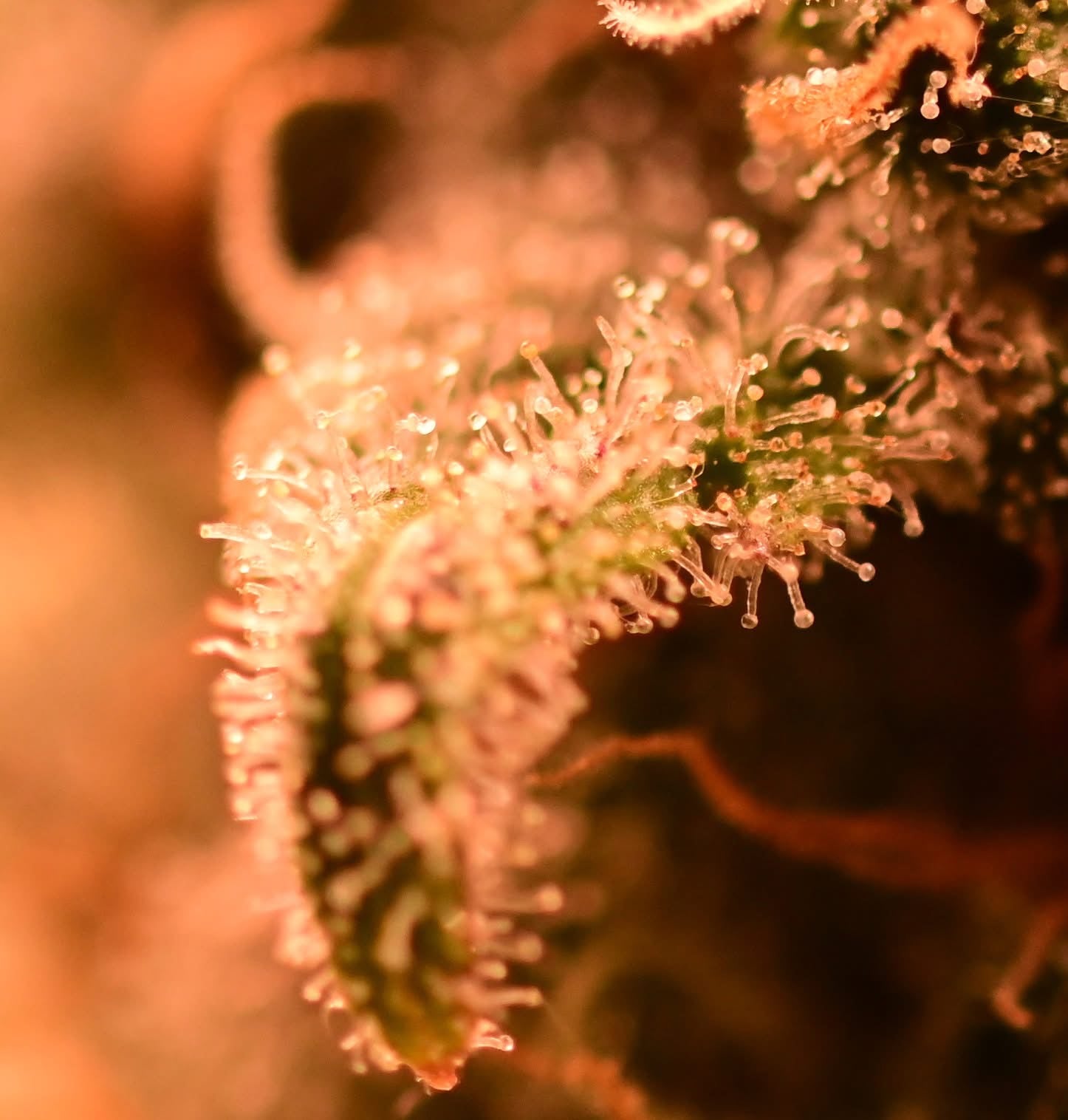 Original oreoz [FEM] - Bavarian Cannaseur