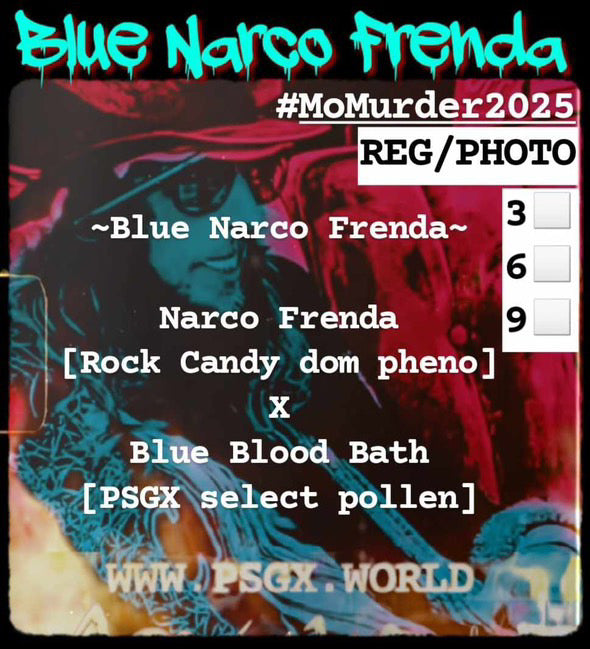 Blue Narco Frenda Regular Seeds 5er Pack - Bavarian Cannaseur