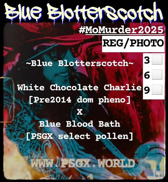 Blue Blotterscotch Regular Seeds 5er Pack
