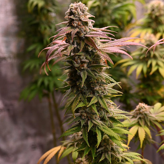 Original oreoz [FEM]