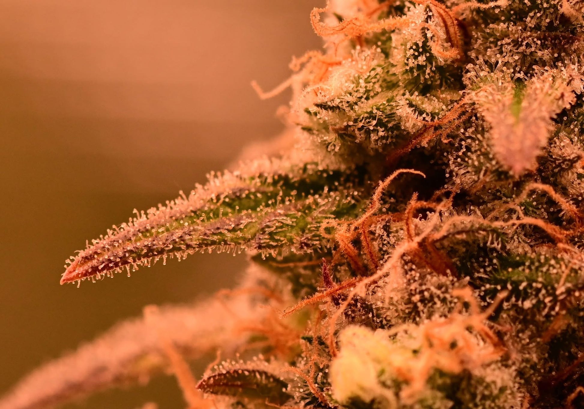 Original oreoz [FEM] - Bavarian Cannaseur