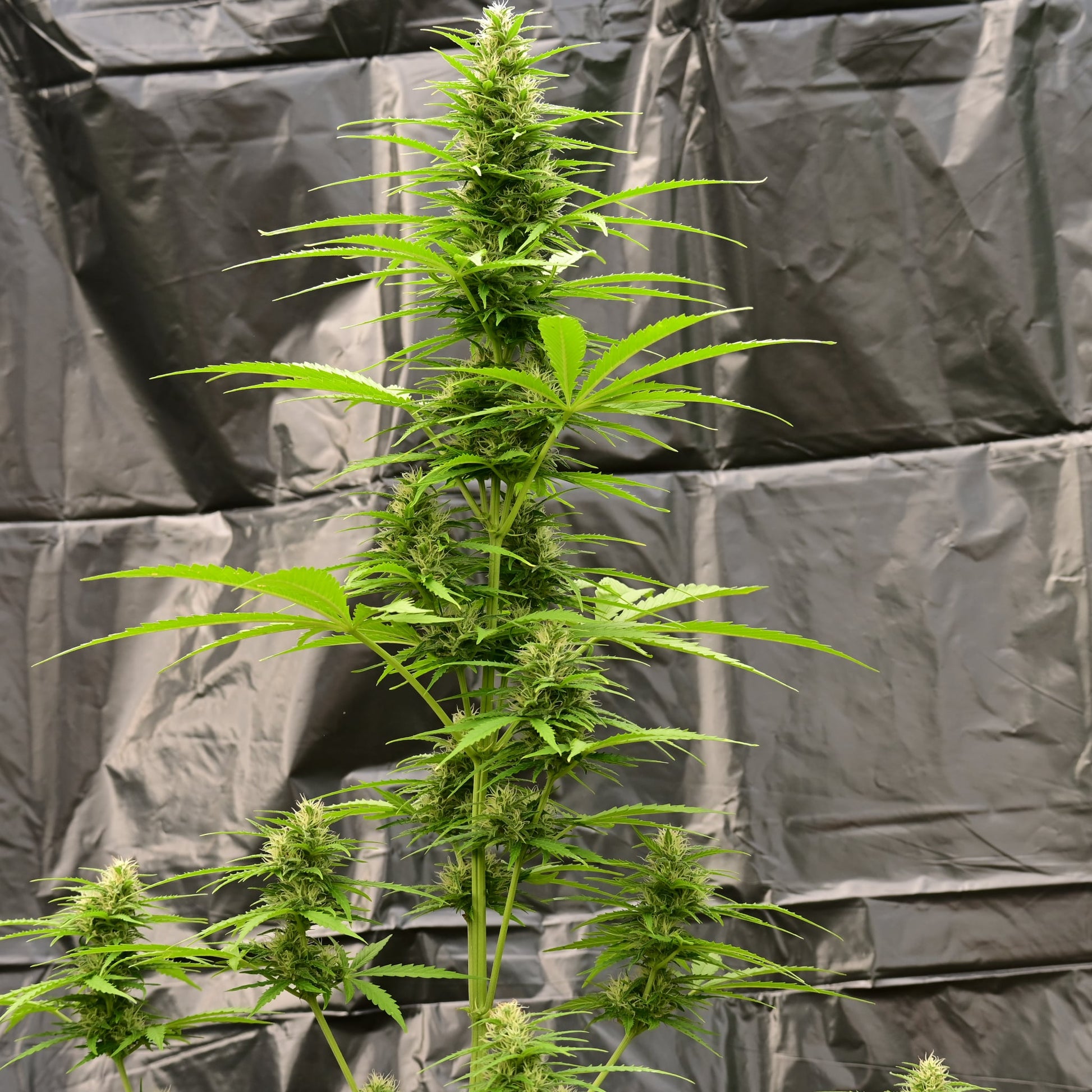 Brain damage [AUTO] - Bavarian Cannaseur