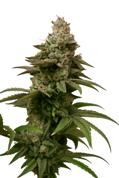 Blue zuzshi [FEM] - Bavarian Cannaseur