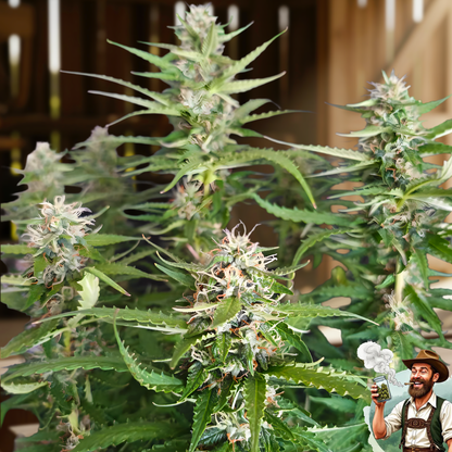 Red Banana Berry Double XL [AUTO] - Bavarian Cannaseur