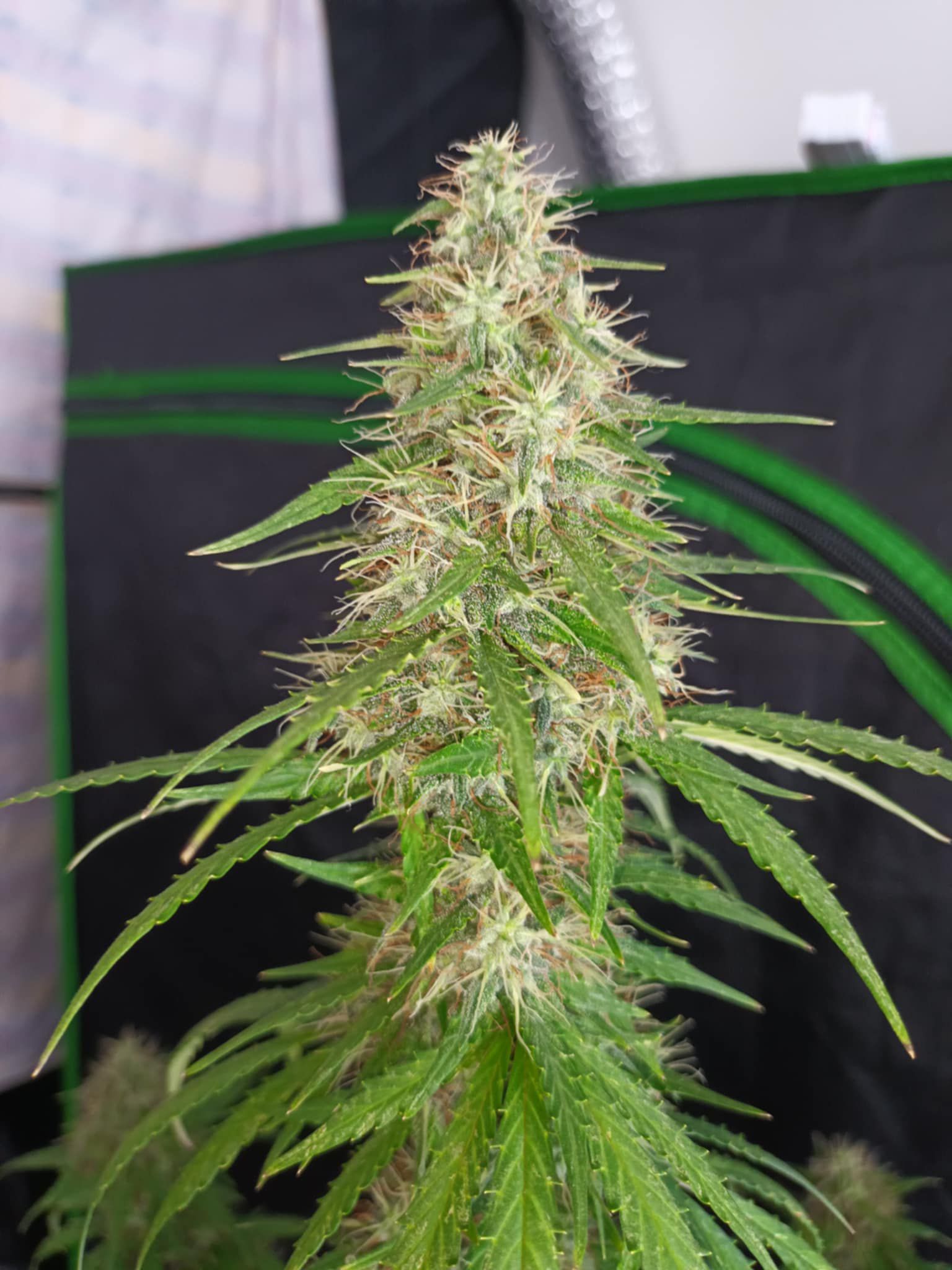 Brain damage [AUTO] - Bavarian Cannaseur