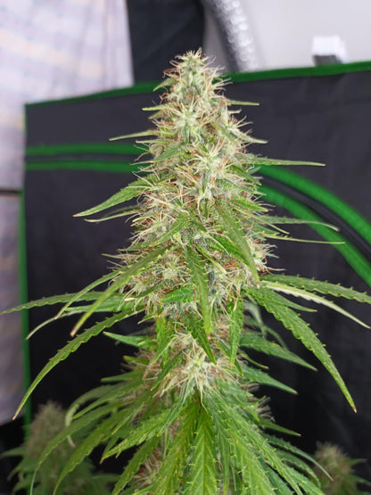 Brain damage [AUTO] - Bavarian Cannaseur