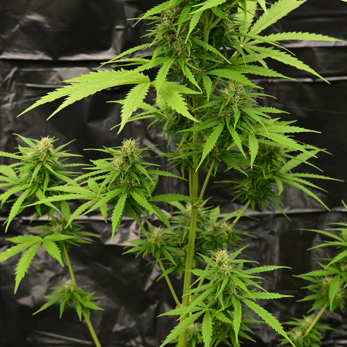 Brain damage [AUTO] - Bavarian Cannaseur