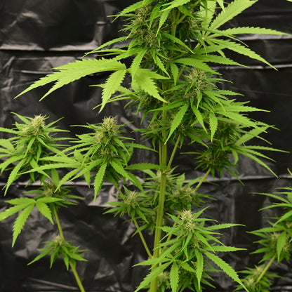 Brain damage [AUTO] - Bavarian Cannaseur