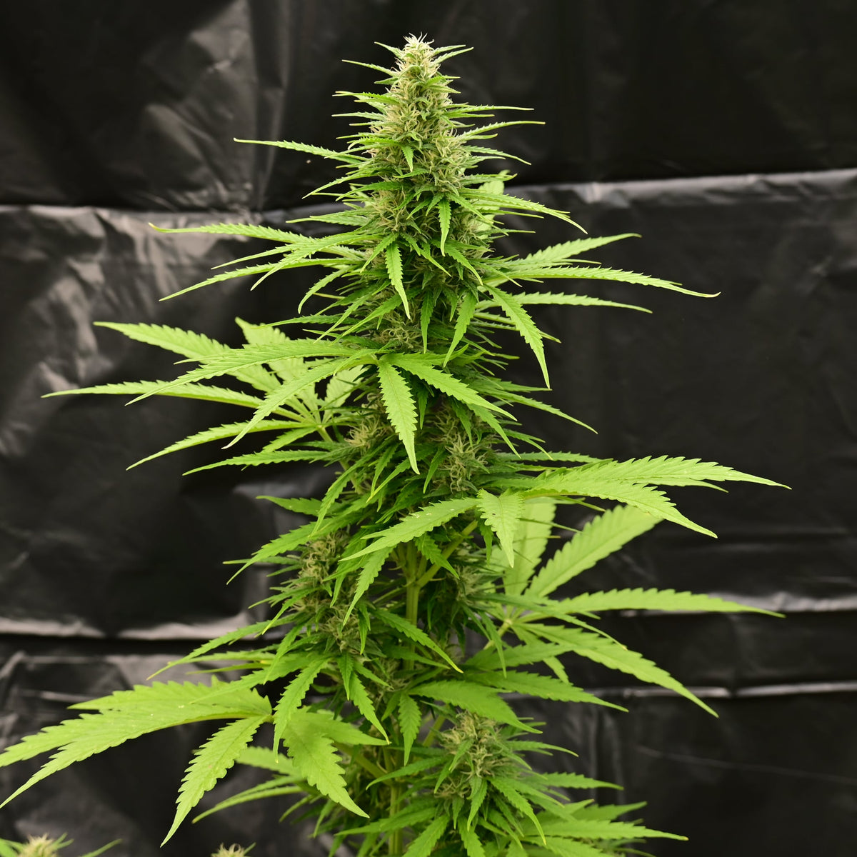Brain damage [AUTO] - Bavarian Cannaseur