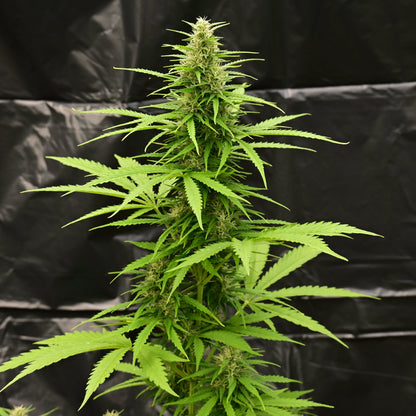 Brain damage [AUTO] - Bavarian Cannaseur