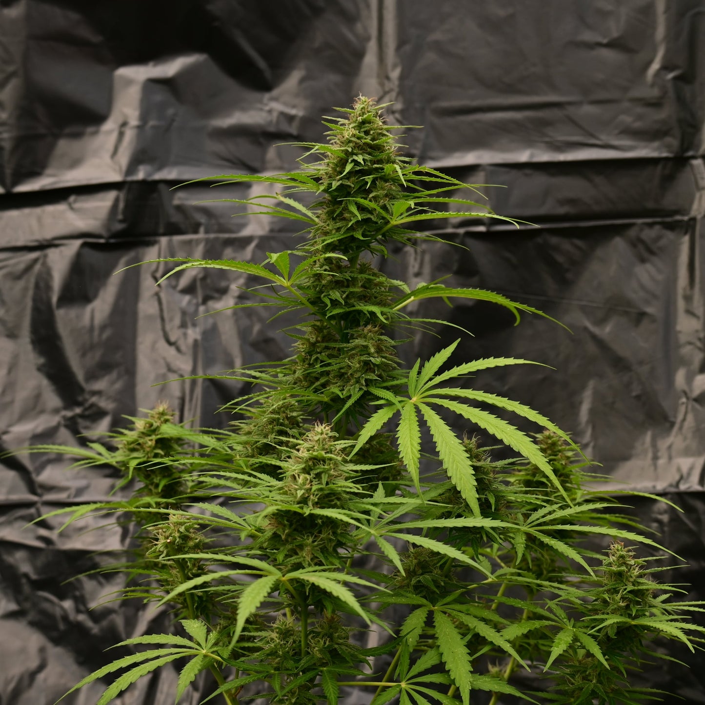 OG Kush [AUTO] - Bavarian Cannaseur