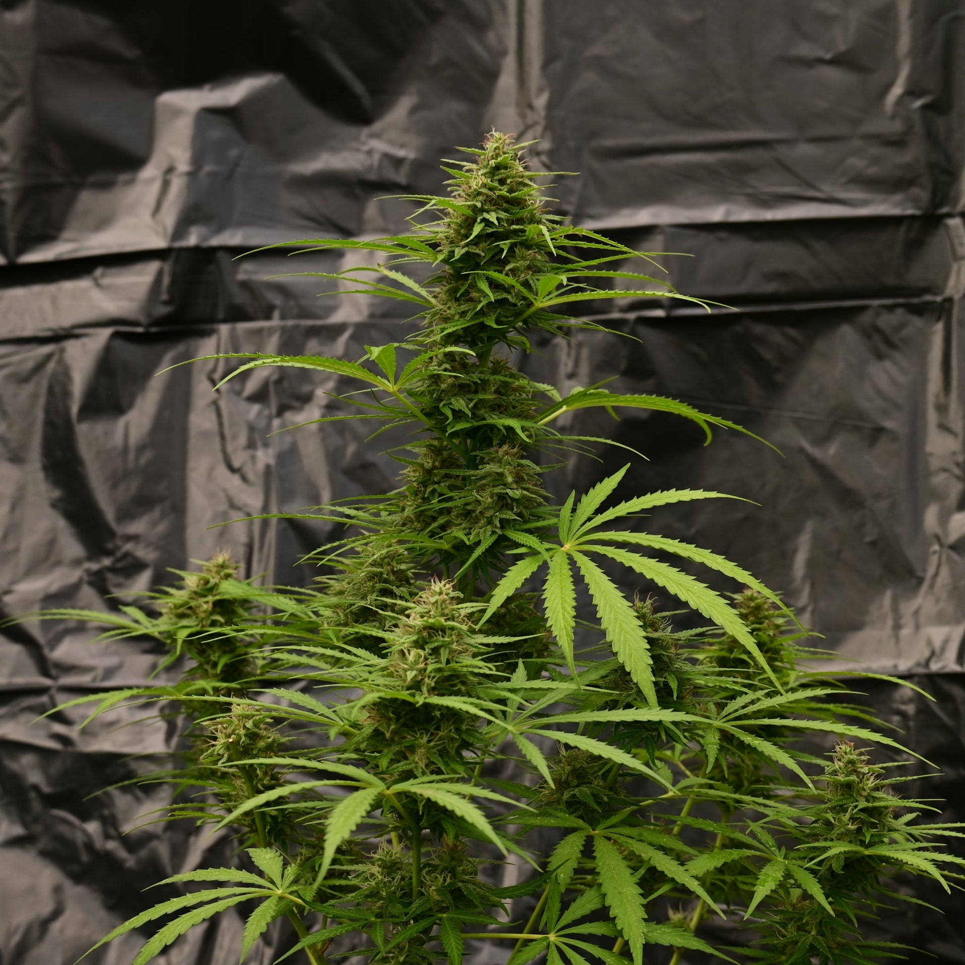 OG Kush [AUTO] - Bavarian Cannaseur