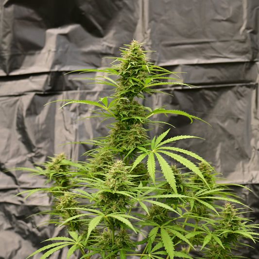 OG Kush [AUTO] - Bavarian Cannaseur