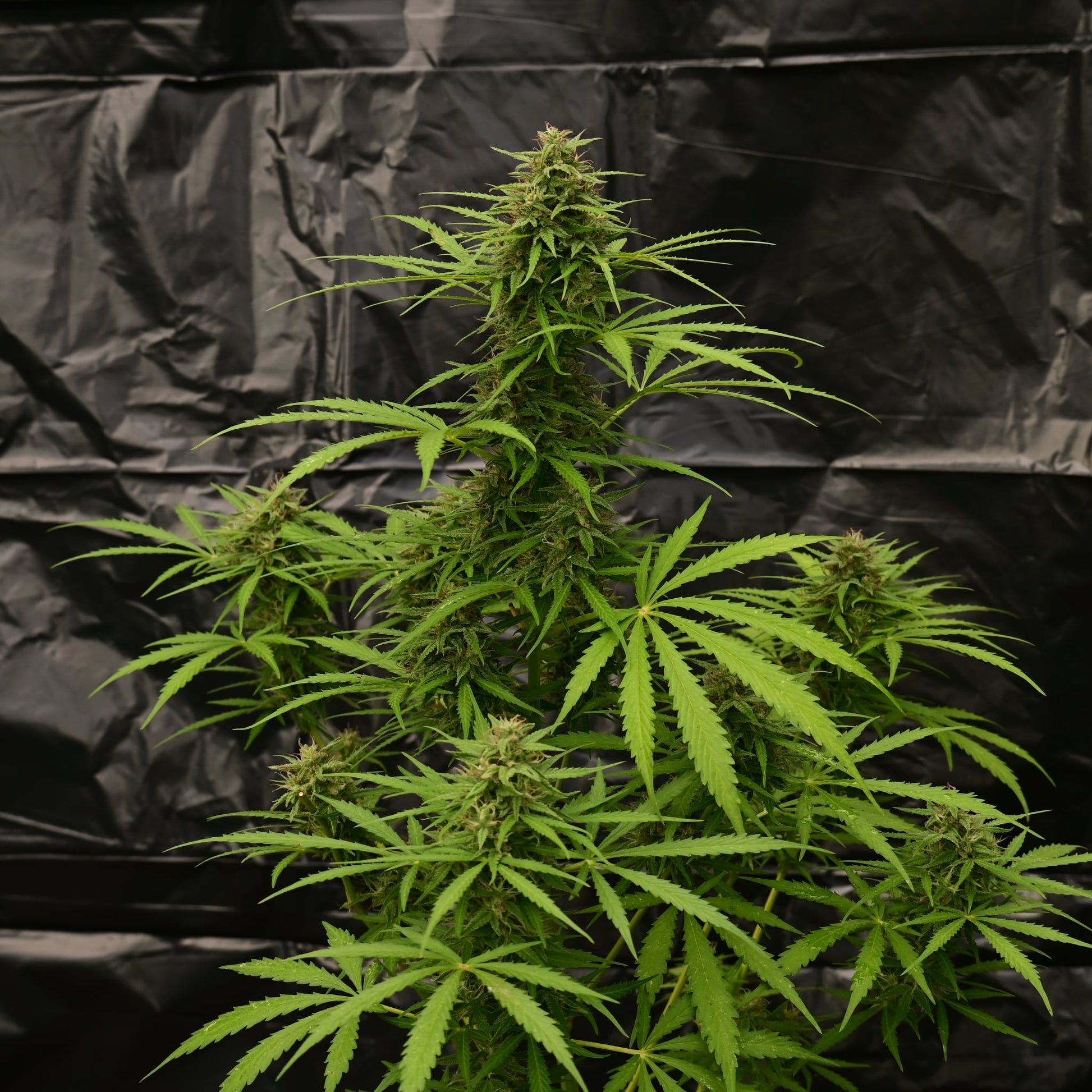 OG Kush [AUTO] - Bavarian Cannaseur