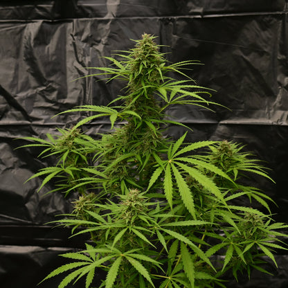 OG Kush [AUTO] - Bavarian Cannaseur