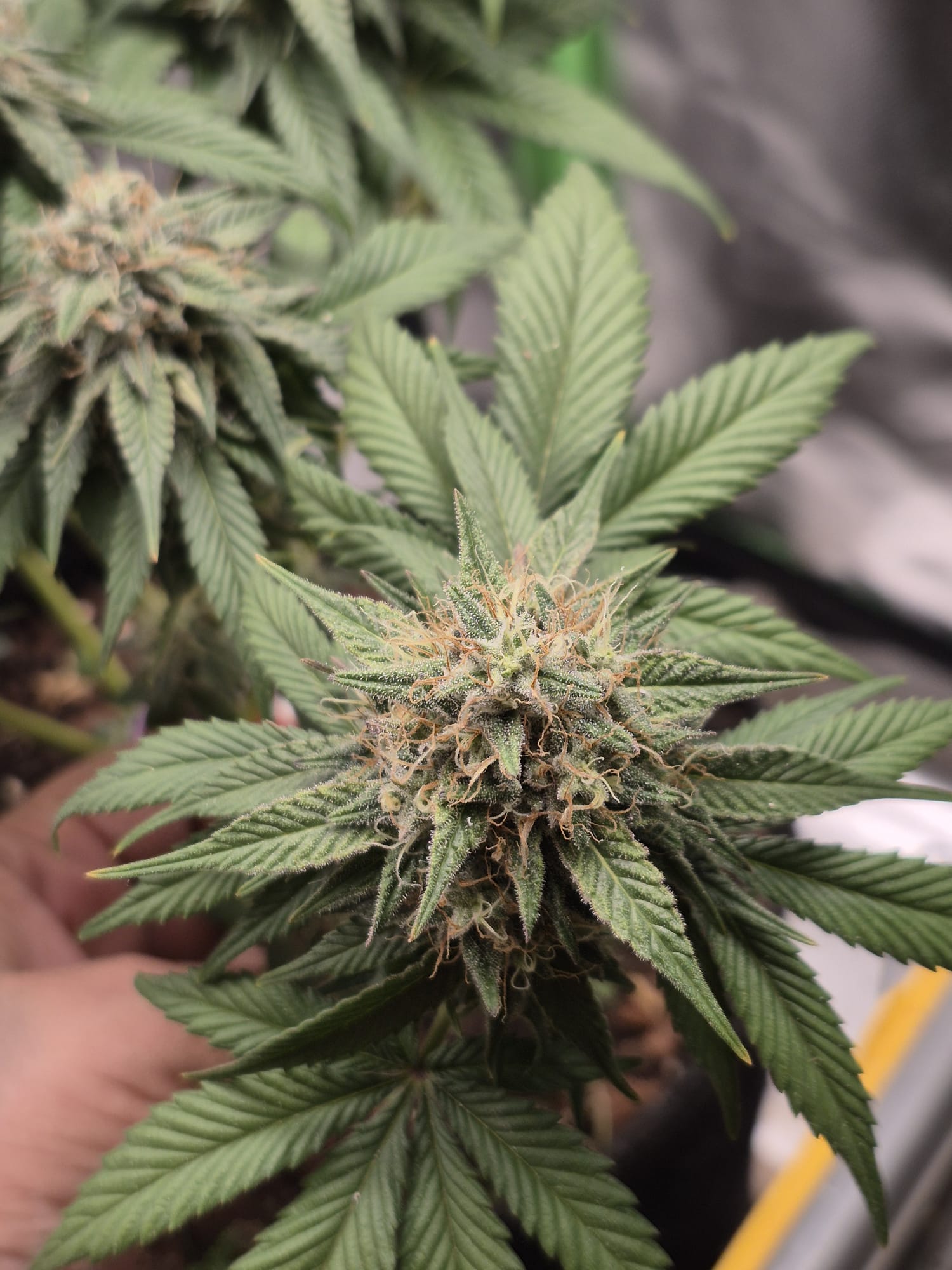Original oreoz [FEM] - Bavarian Cannaseur