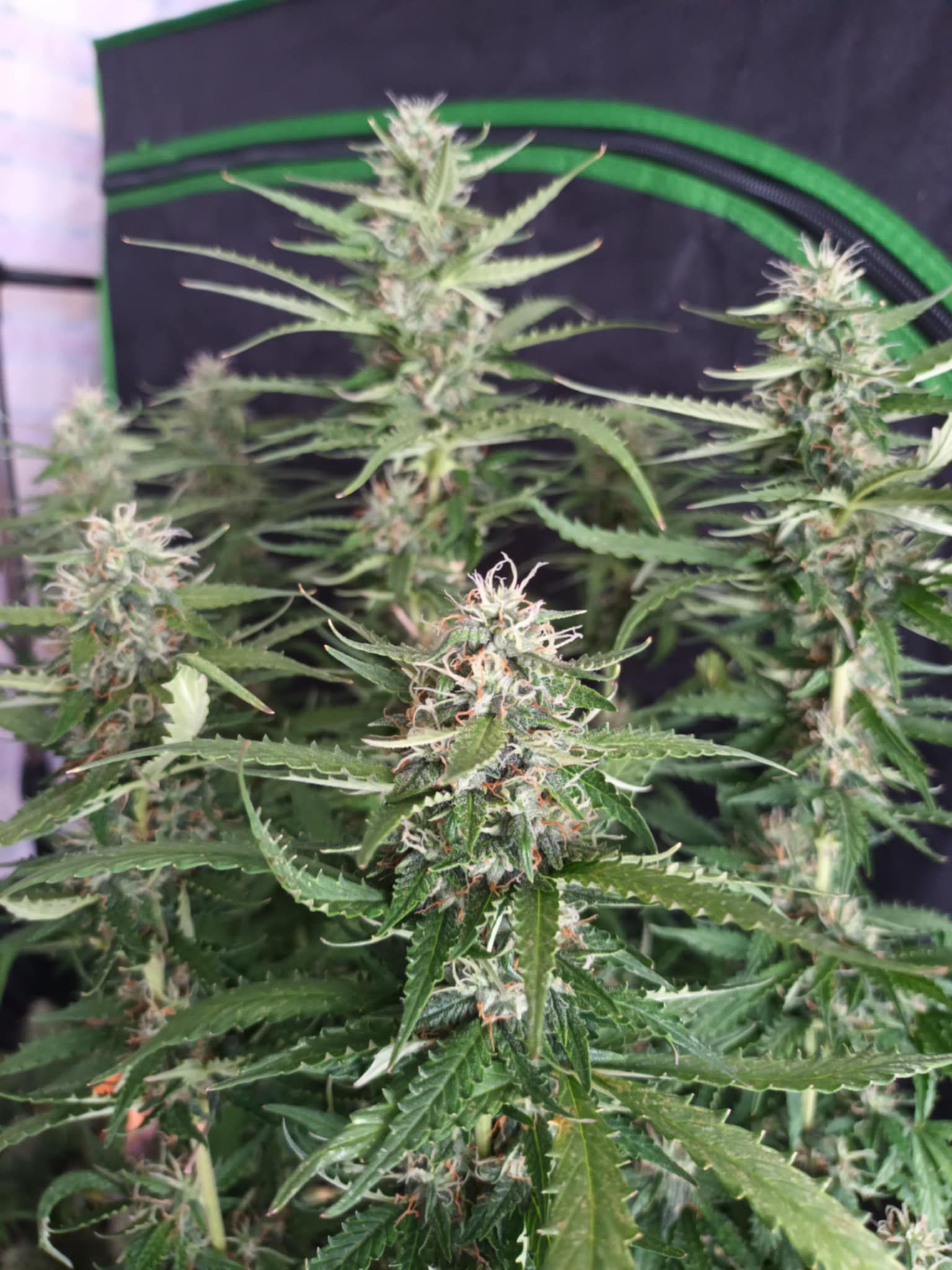 Red Banana Berry Double XL [AUTO] - Bavarian Cannaseur